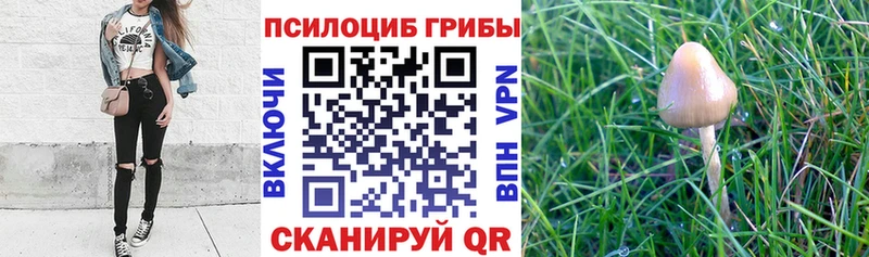 Псилоцибиновые грибы Cubensis Чудово